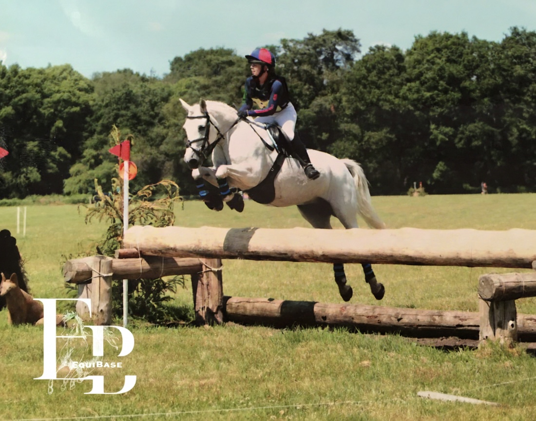 15hh horse for loan