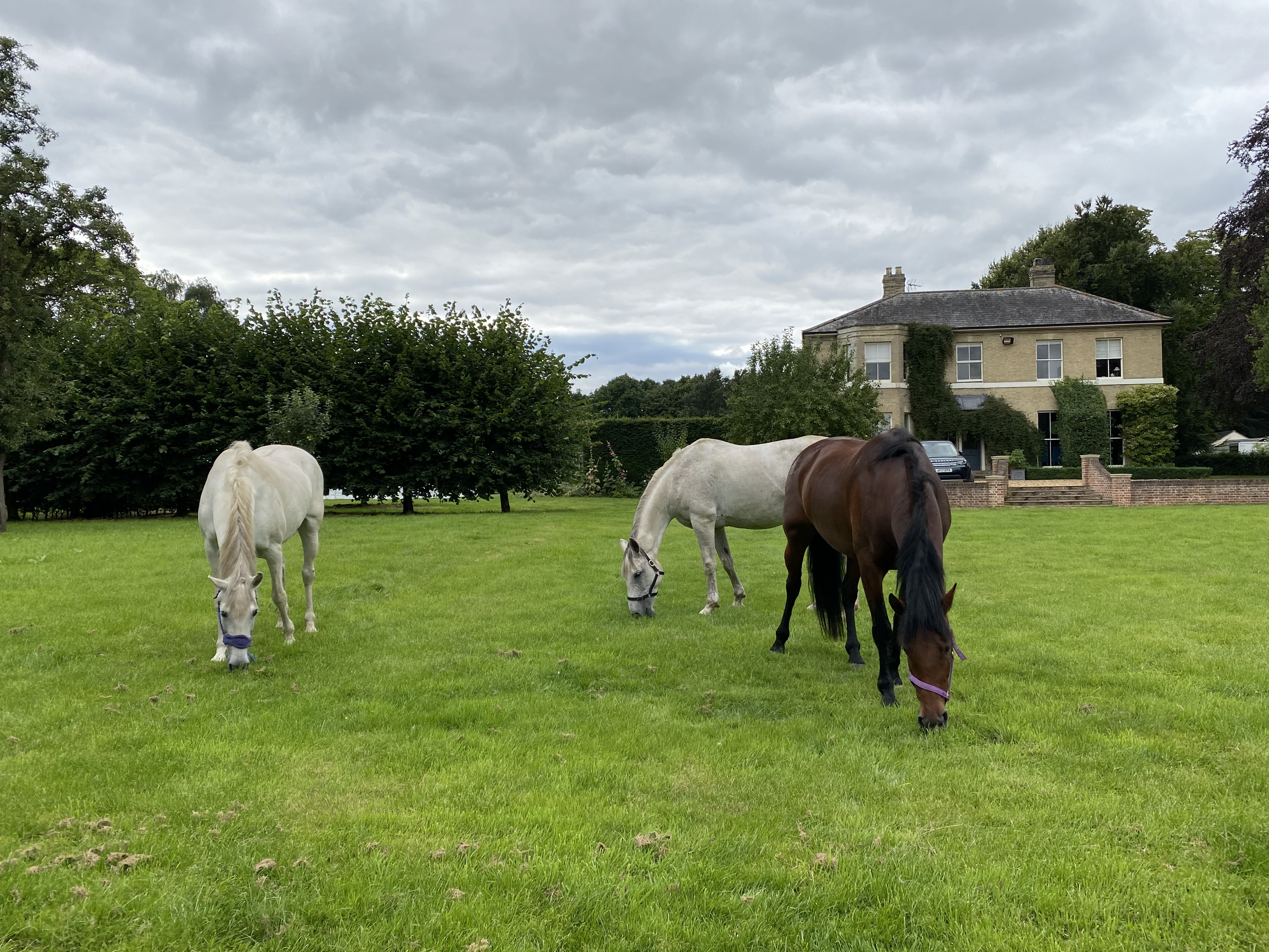 Equine & Pet Freelancer